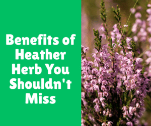 Read more about the article Benefits of Heather Herb You Shouldn’t Miss