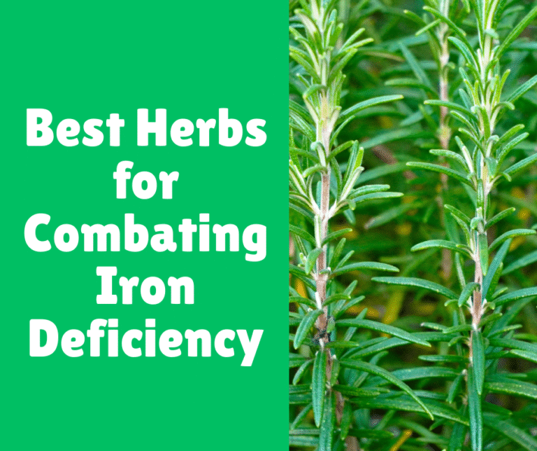 Best Herbs for Combating Iron Deficiency