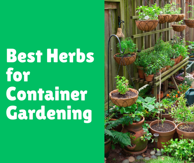 Best Herbs for Container Gardening