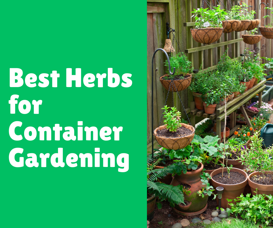 Best Herbs for Container Gardening