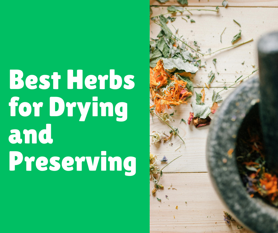 Best Herbs for Drying and Preserving