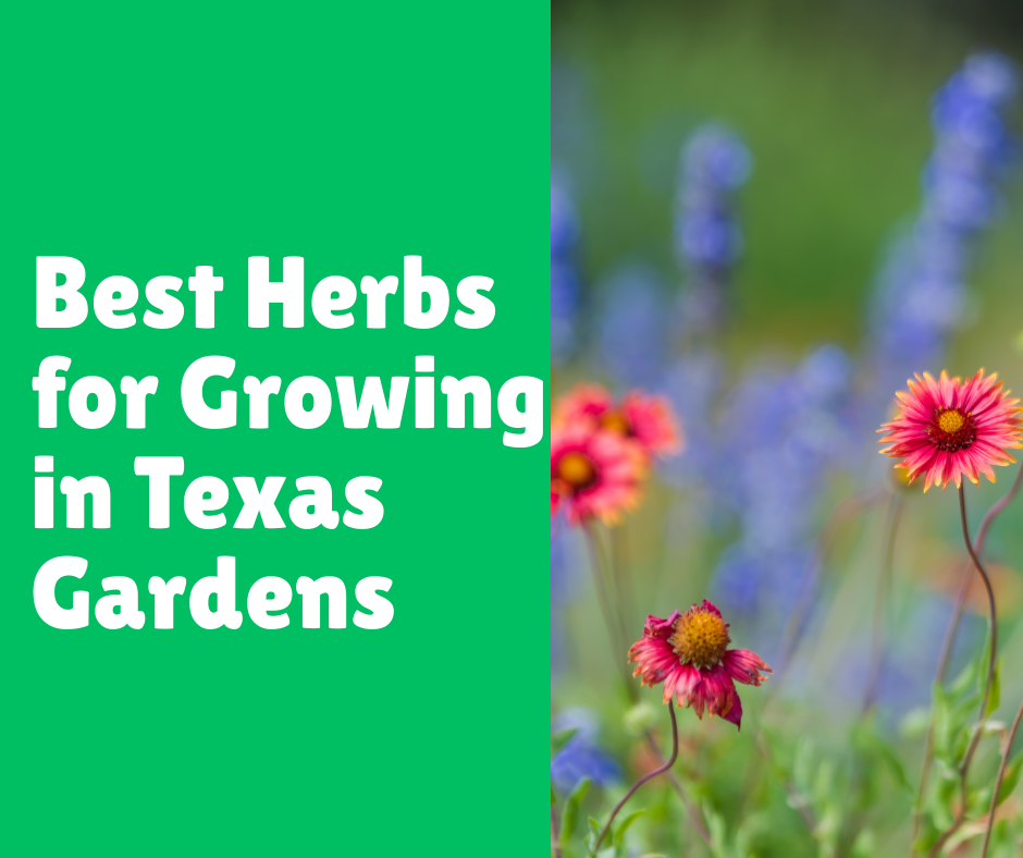 Best Herbs for Growing in Texas Gardens