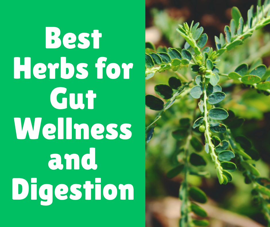 Best Herbs for Gut Wellness and Digestion