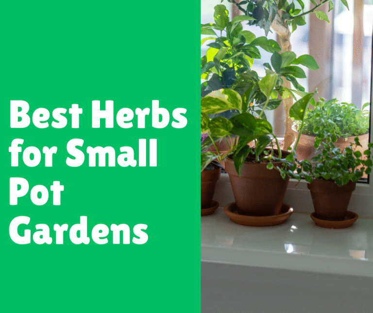 Best Herbs for Small Pot Gardens