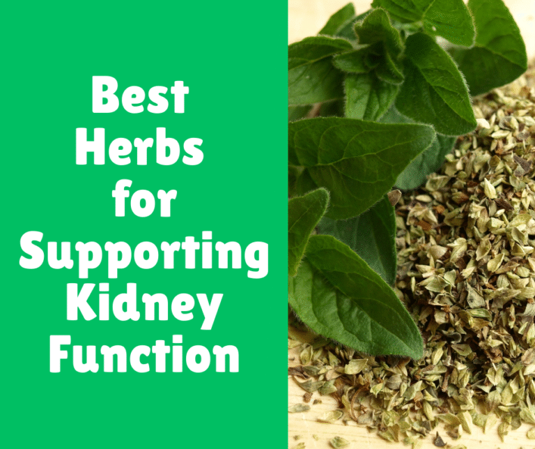 Best Herbs for Supporting Kidney Function