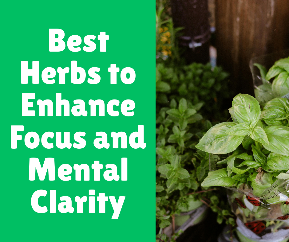 Best Herbs to Enhance Focus and Mental Clarity