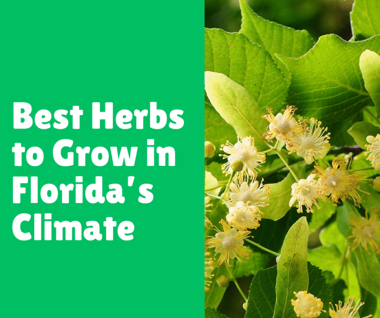 Best Herbs to Grow in Florida’s Climate