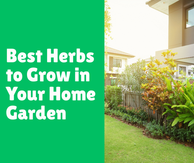Best Herbs to Grow in Your Home Garden