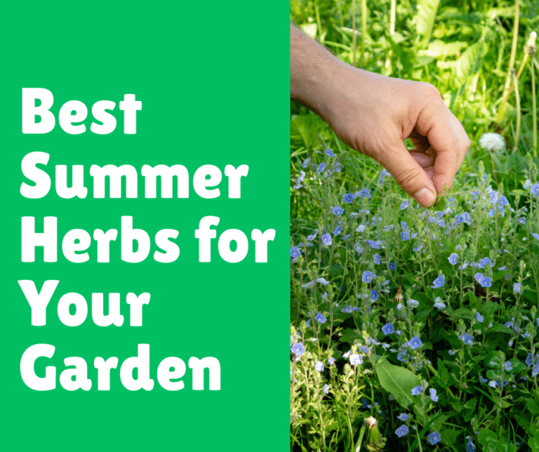 Best Summer Herbs for Your Garden