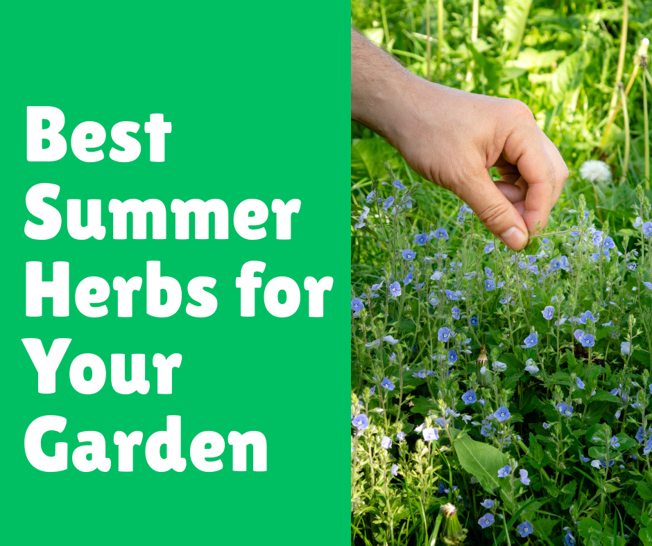 Best Summer Herbs for Your Garden