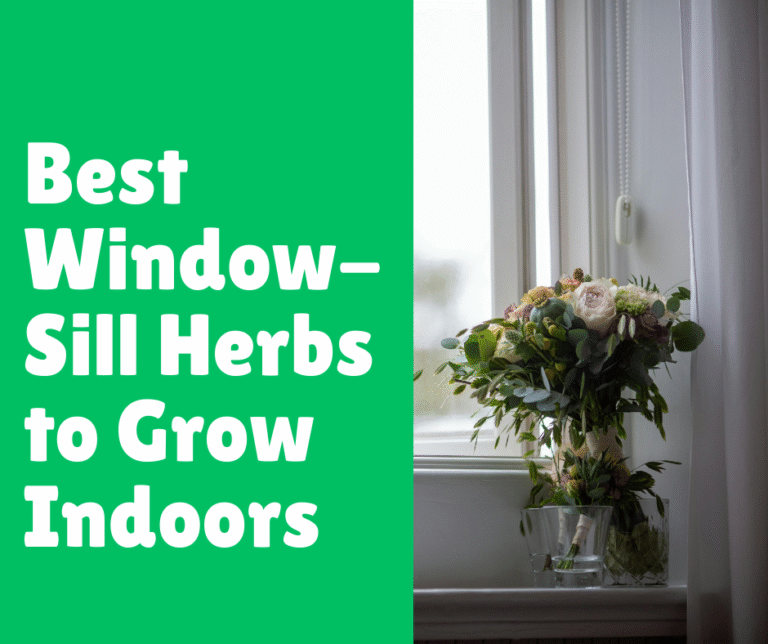 Best Window-Sill Herbs to Grow Indoors