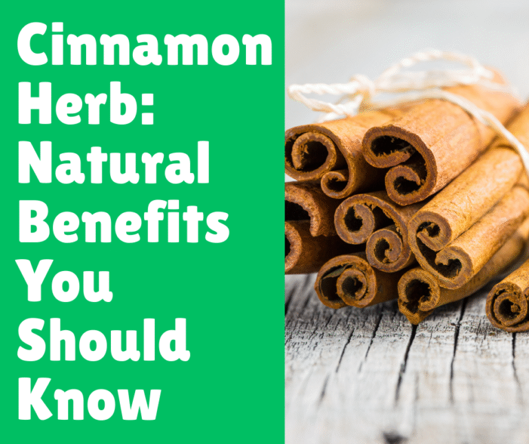 Cinnamon Herb: Natural Benefits You Should Know