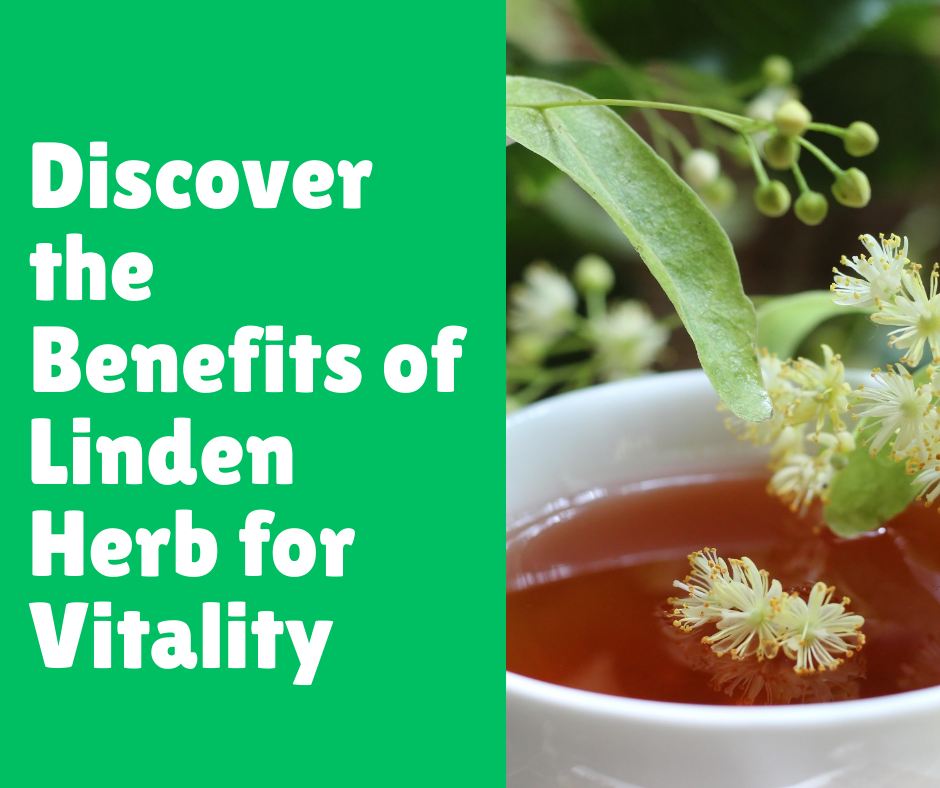 Discover the Benefits of Linden Herb for Vitality