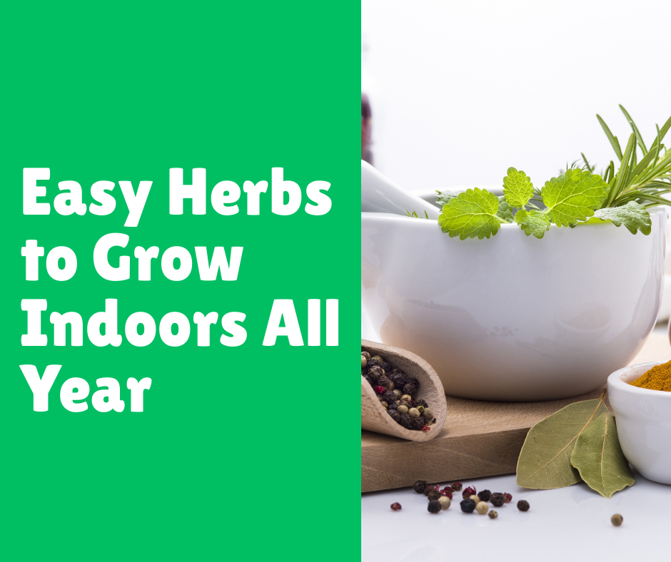 Easy Herbs to Grow Indoors All Year