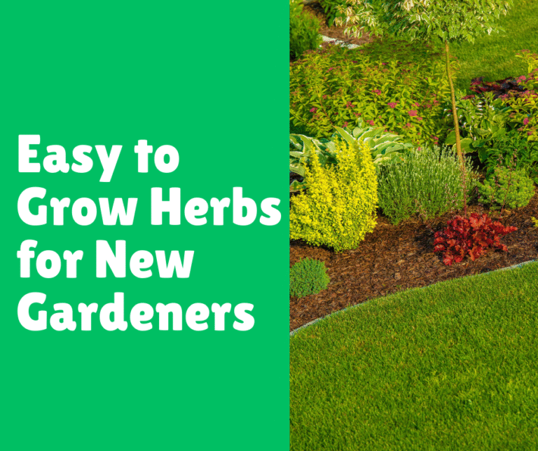 Easy to Grow Herbs for New Gardeners
