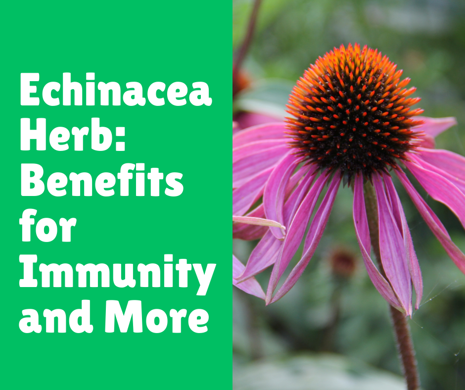 Echinacea Herb: Benefits for Immunity and More