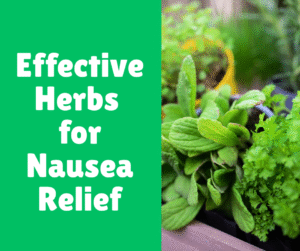 Read more about the article Effective Herbs for Nausea Relief