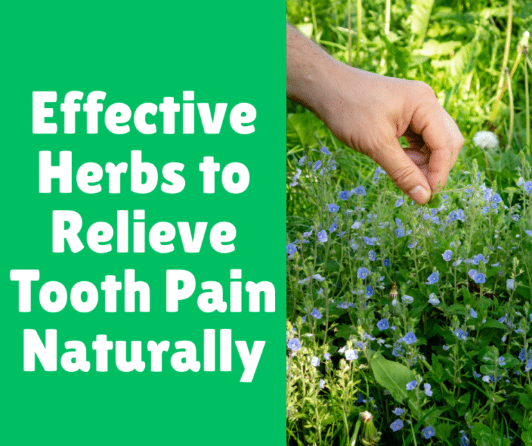 Effective Herbs to Relieve Tooth Pain Naturally