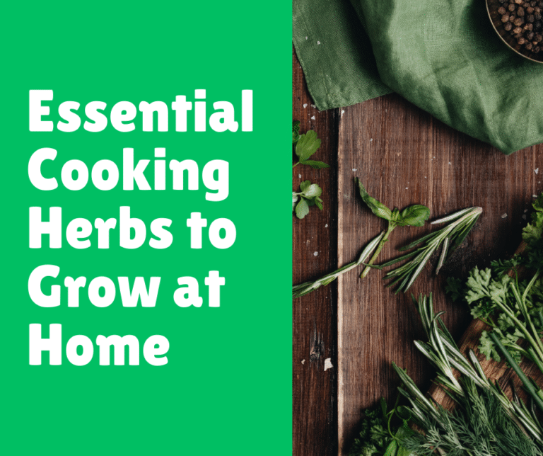 Essential Cooking Herbs to Grow at Home