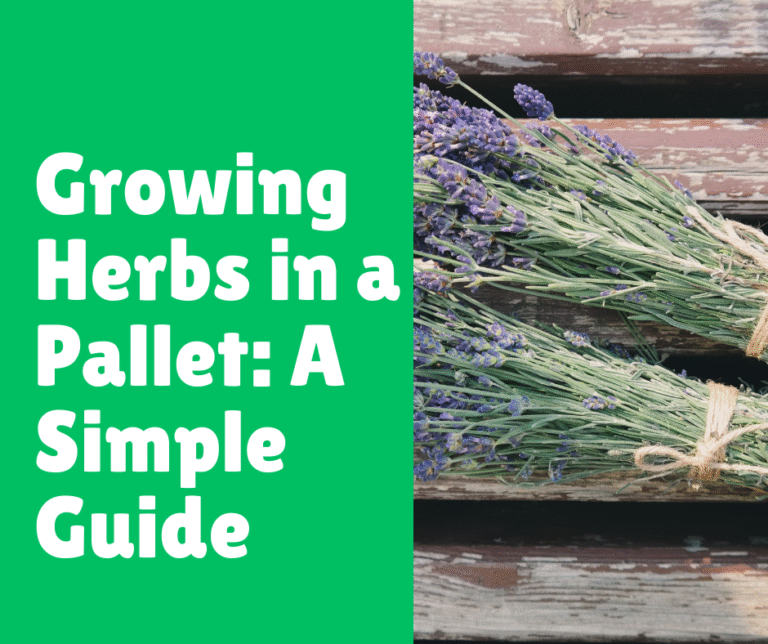 Growing Herbs in a Pallet: A Simple Guide