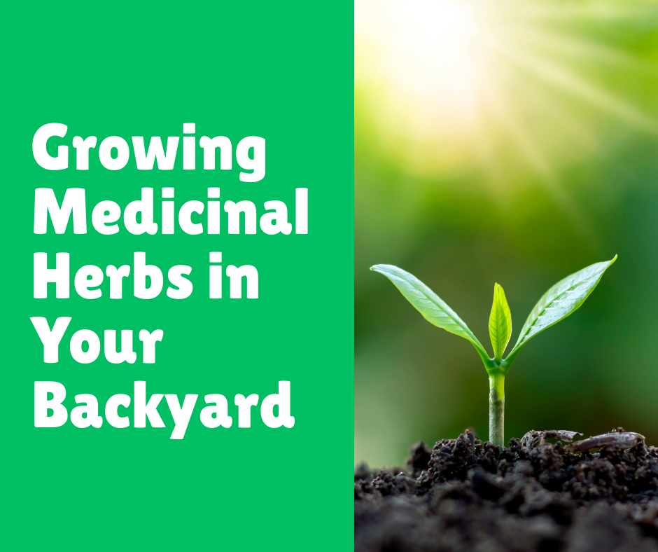 Growing Medicinal Herbs in Your Backyard
