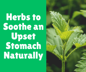 Read more about the article Herbs to Soothe an Upset Stomach Naturally