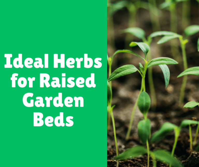 Ideal Herbs for Raised Garden Beds