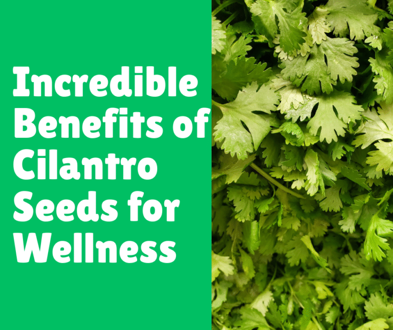 Incredible Benefits of Cilantro Seeds for Wellness
