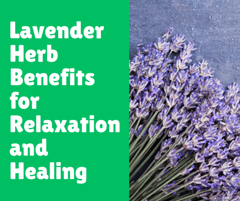 Lavender Herb Benefits for Relaxation and Healing