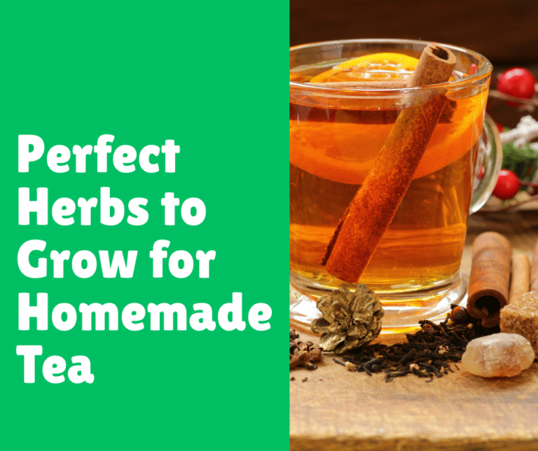 Perfect Herbs to Grow for Homemade Tea