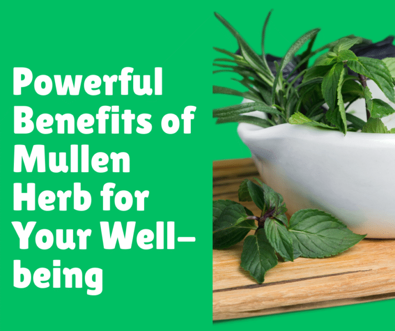 Powerful Benefits of Mullen Herb for Your Well-being