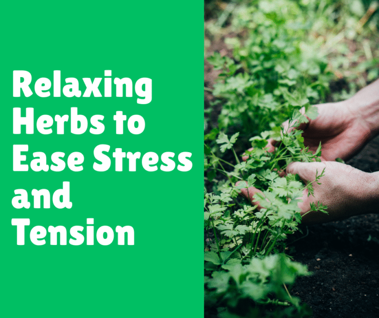Relaxing Herbs to Ease Stress and Tension