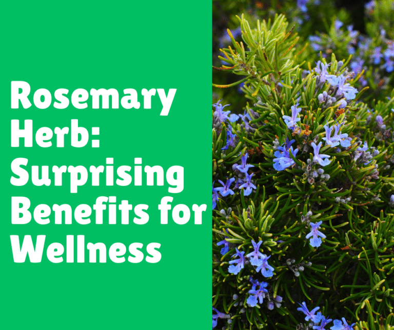 Rosemary Herb: Surprising Benefits for Wellness