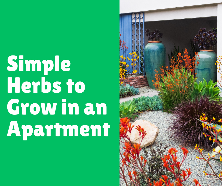 Simple Herbs to Grow in an Apartment