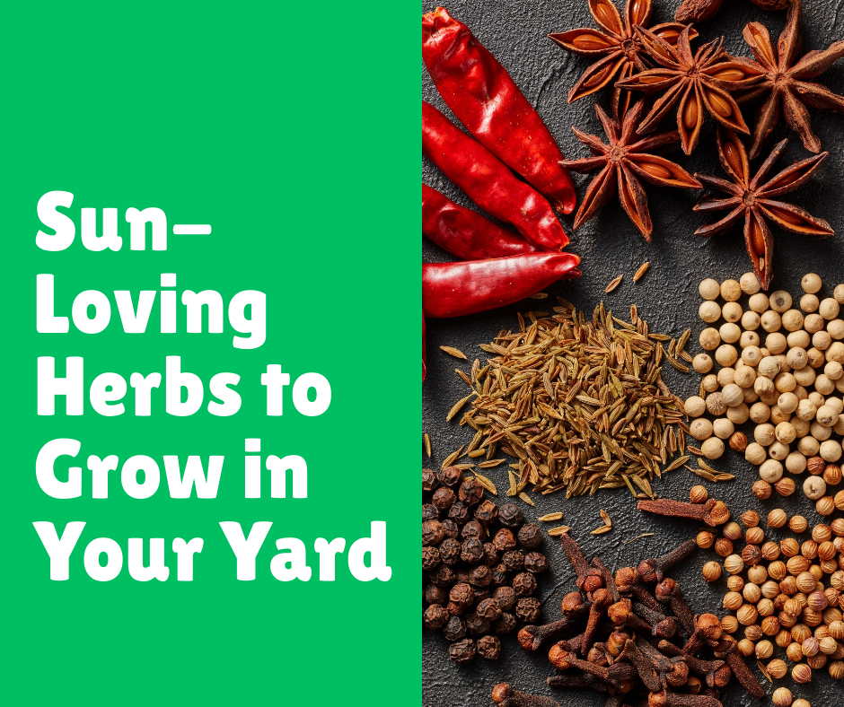 Sun-Loving Herbs to Grow in Your Yard