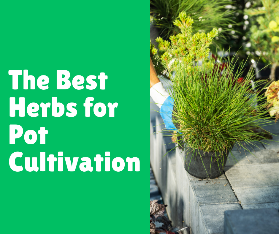 The Best Herbs for Pot Cultivation