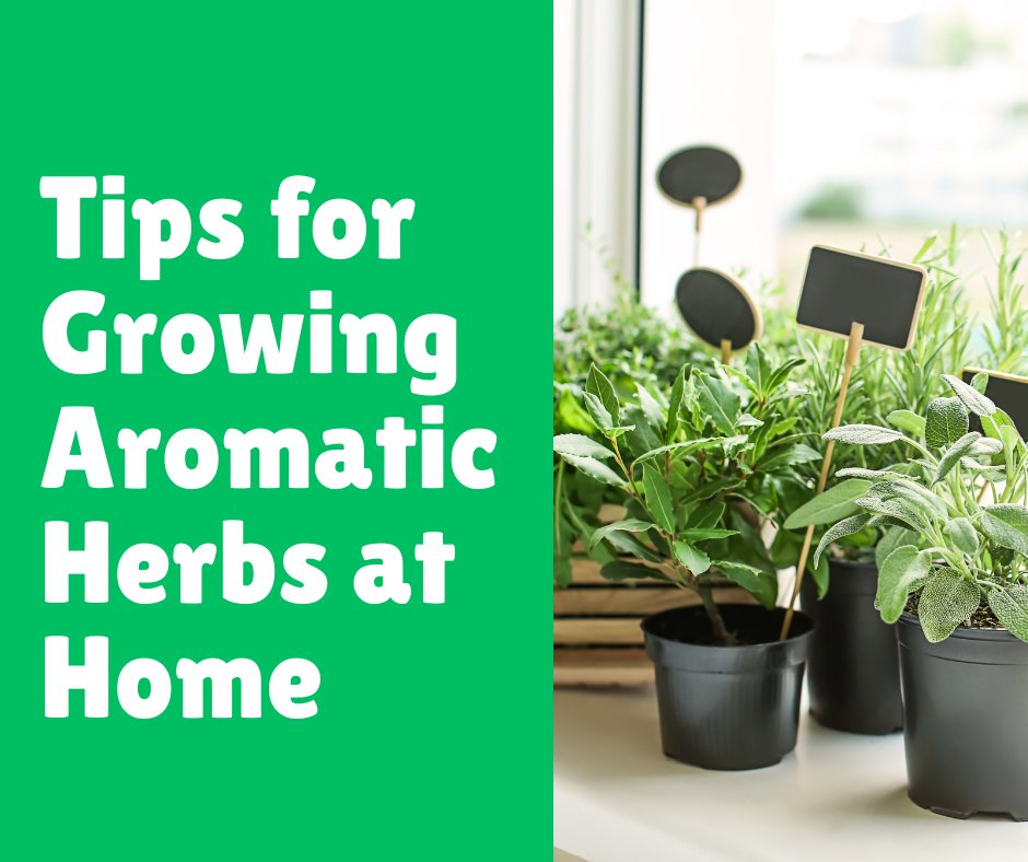 Tips for Growing Aromatic Herbs at Home