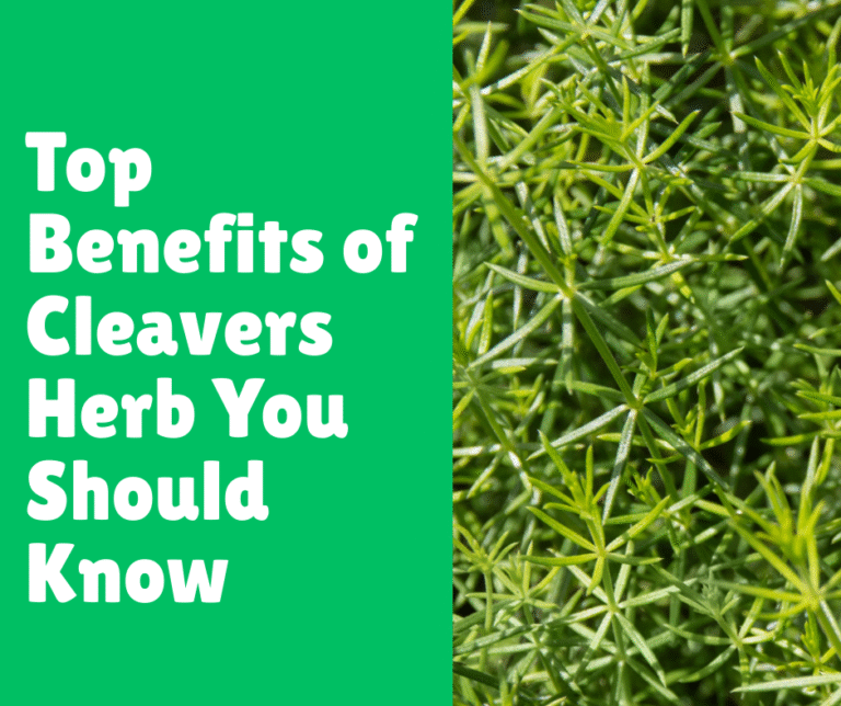 Top Benefits of Cleavers Herb You Should Know