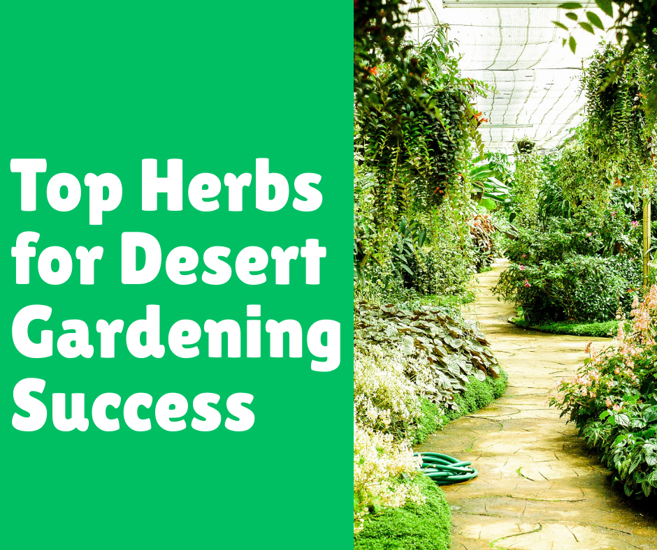 Top Herbs for Desert Gardening Success