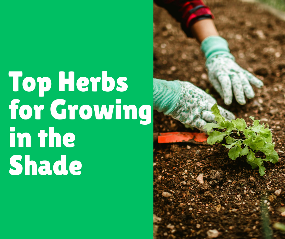 Top Herbs for Growing in the Shade