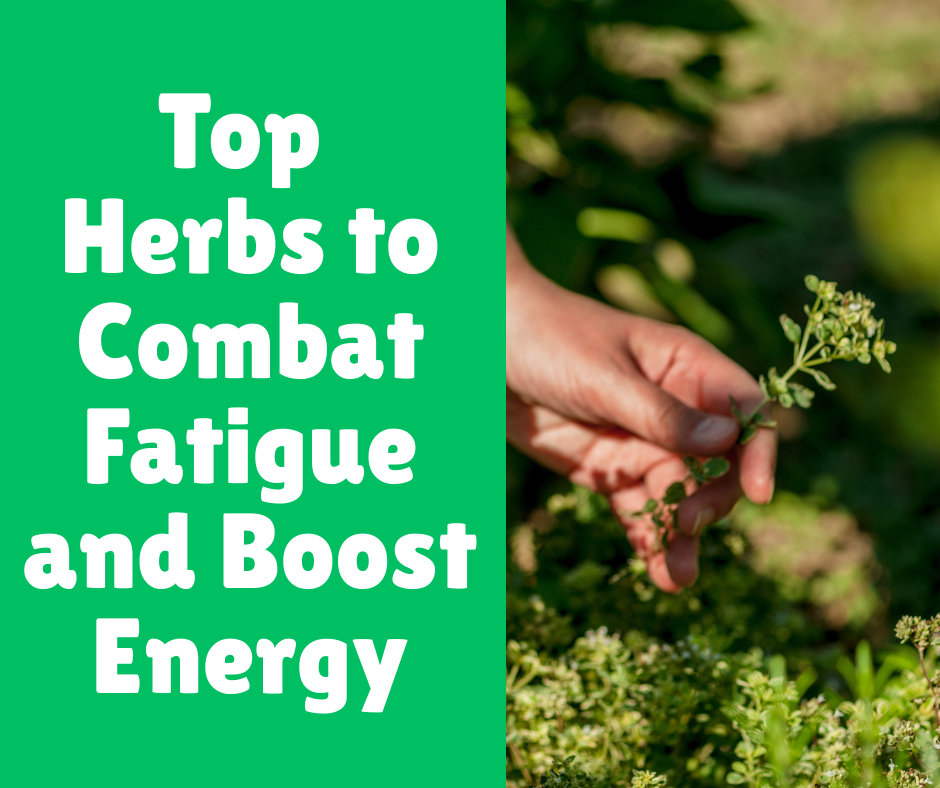 Top Herbs to Combat Fatigue and Boost Energy