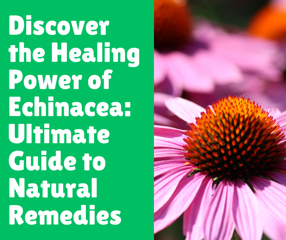 Discover the Healing Power of Echinacea: Ultimate Guide to Natural Remedies