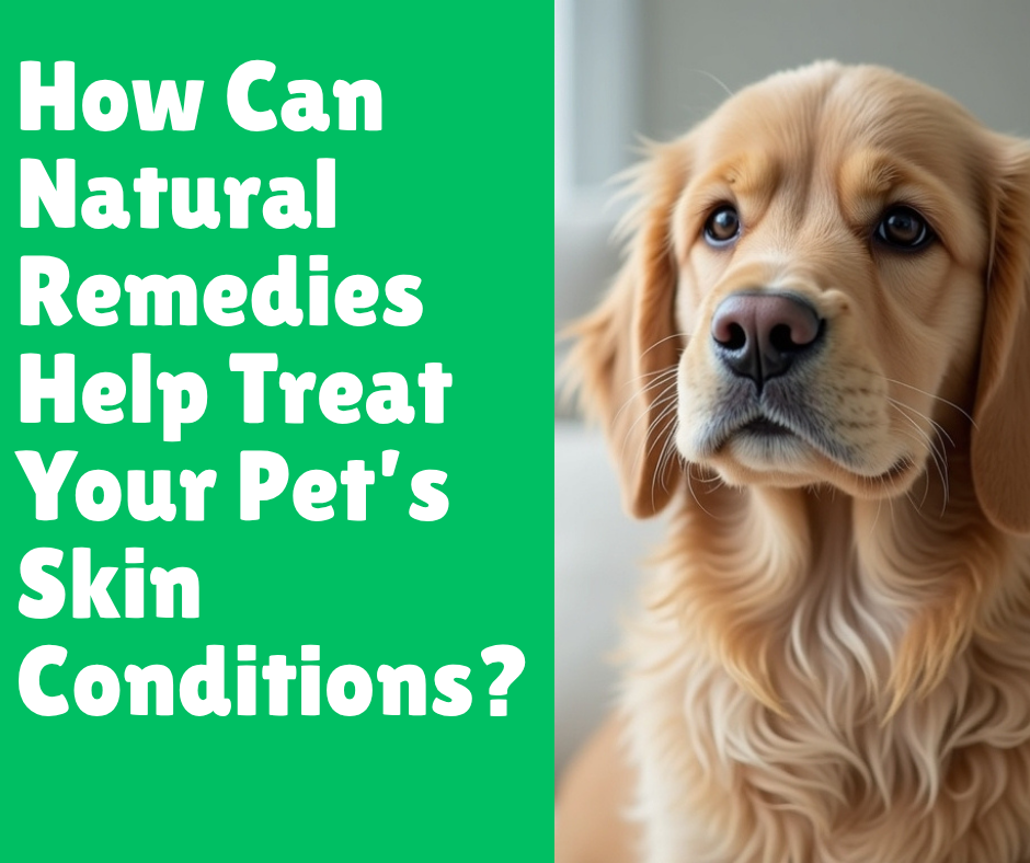 How Can Natural Remedies Help Treat Your Pet’s Skin Conditions