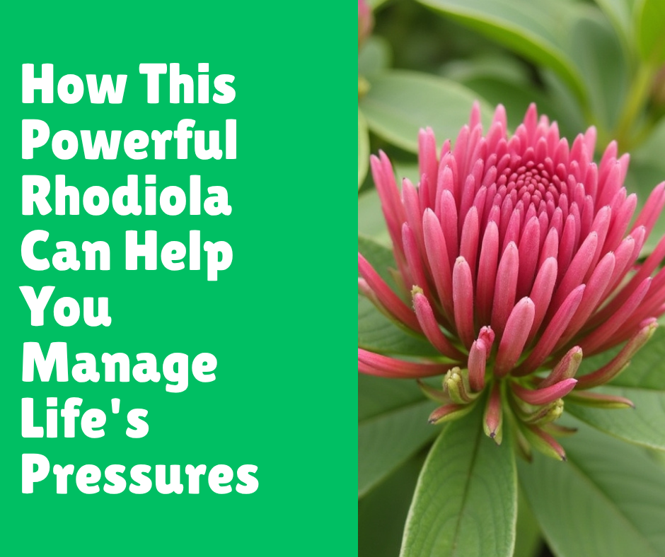 How This Powerful Rhodiola Can Help You Manage Life's Pressures