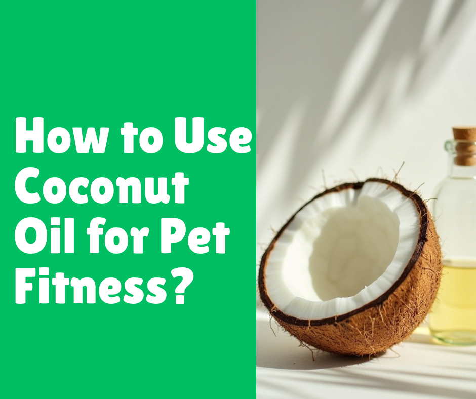 How to Use Coconut Oil for Pet Fitness?