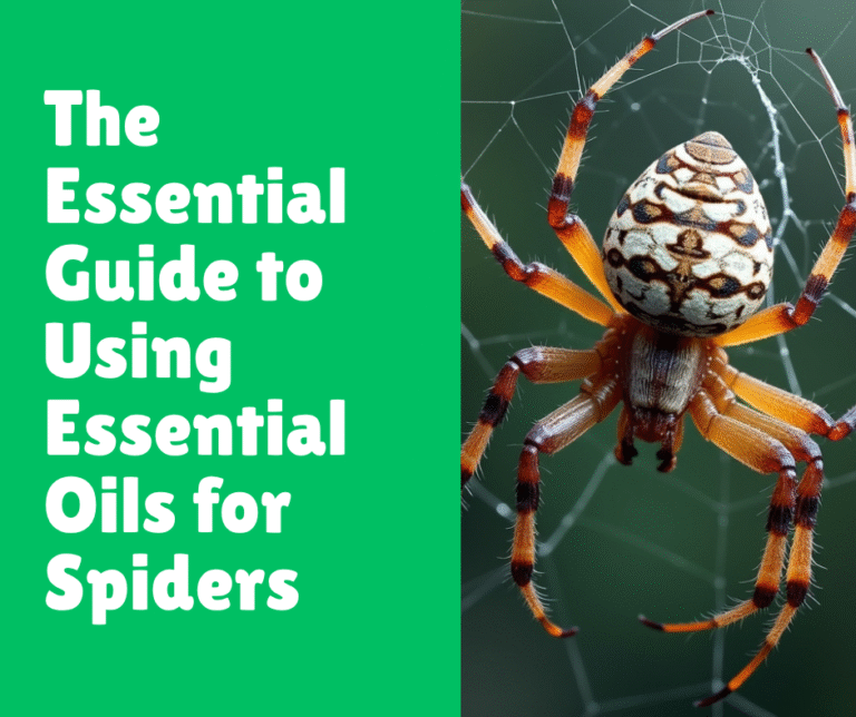 The Essential Guide to Using Essential Oils for Spiders