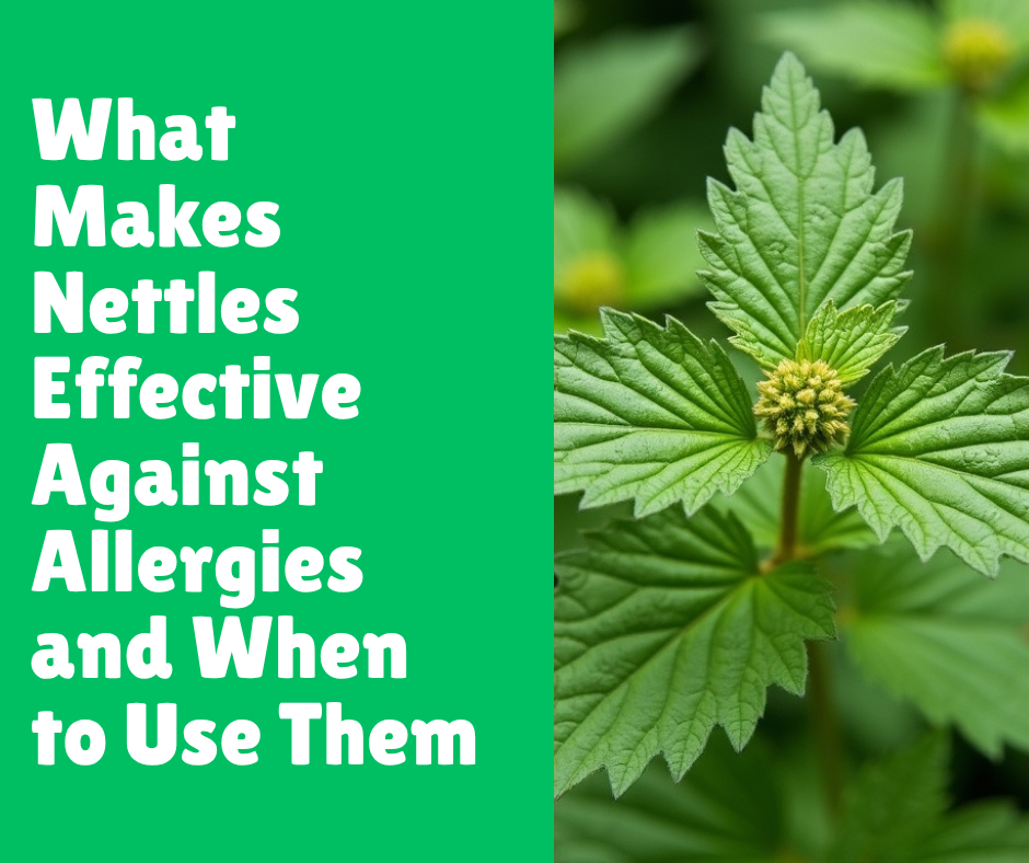 What Makes Nettles Effective Against Allergies and When to Use Them