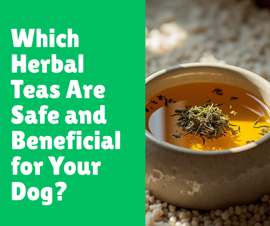Which Herbal Teas Are Safe and Beneficial for Your Dog
