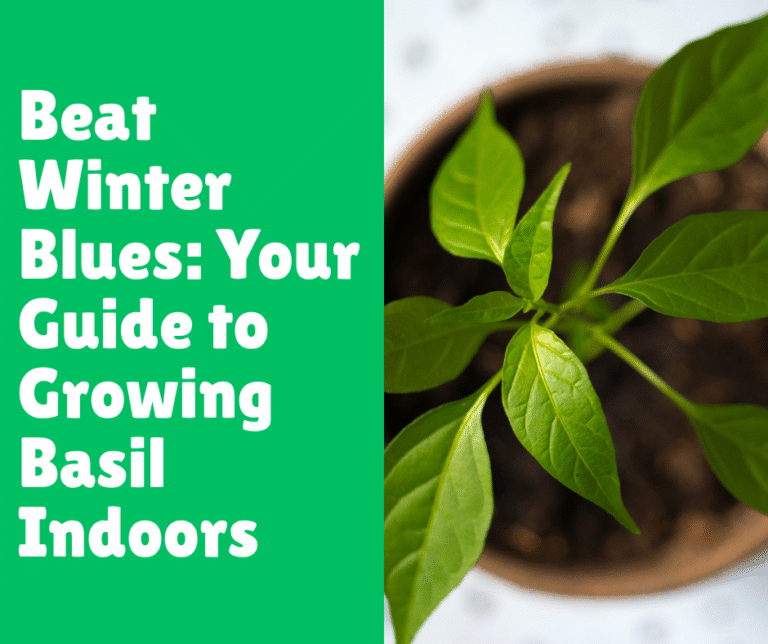 Beat Winter Blues: Your Guide to Growing Basil Indoors