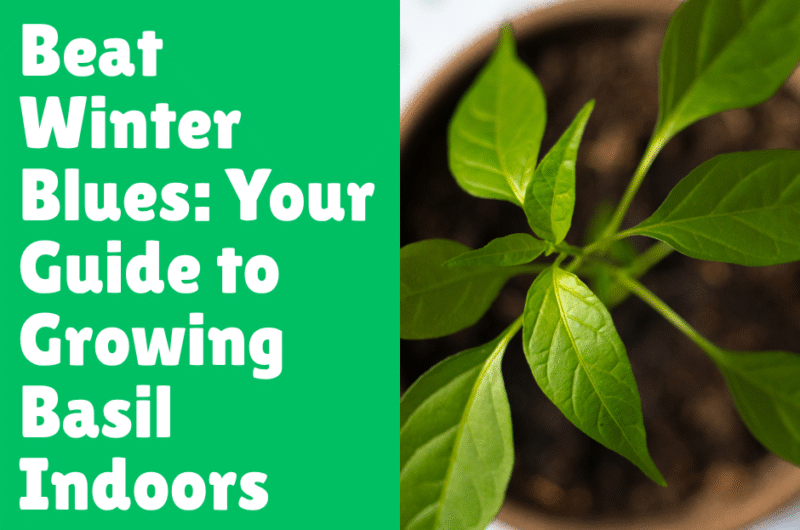 Beat Winter Blues: Your Guide to Growing Basil Indoors